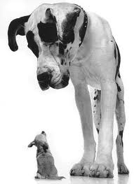Image result for great dane and chihuahua
